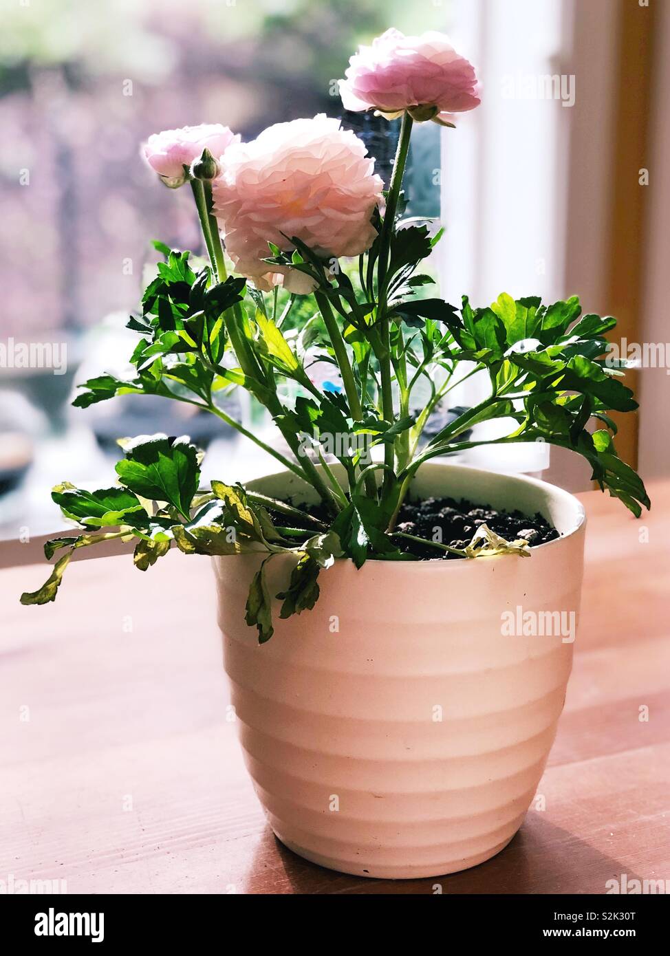 Ranunculus flowers in a pot Stock Photo Alamy