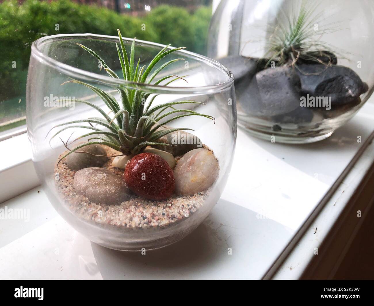 Tillandsia (air plants) in glass containers on a window sill Stock