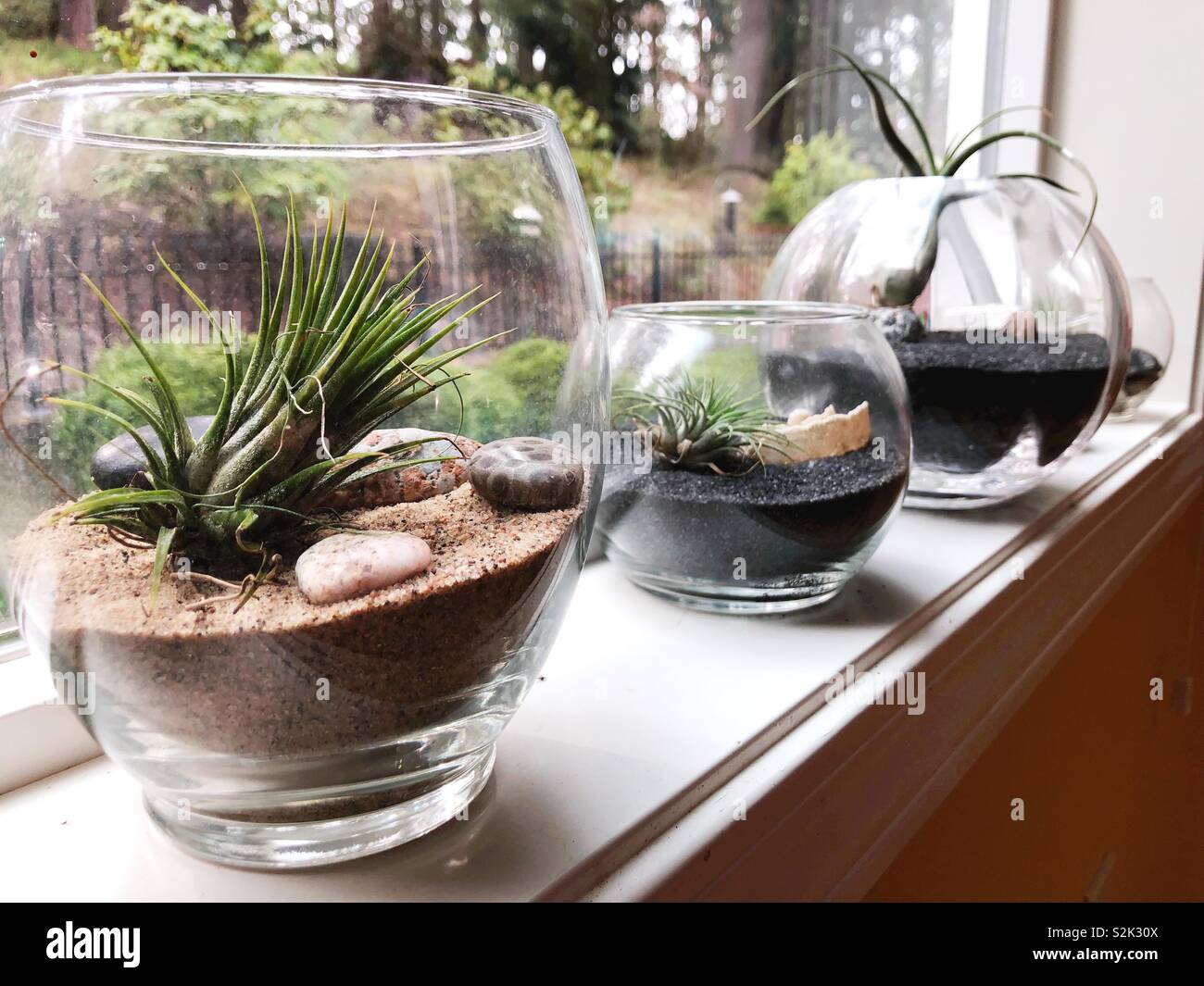 Tillandsia, air plants in glass containers Stock Photo Alamy