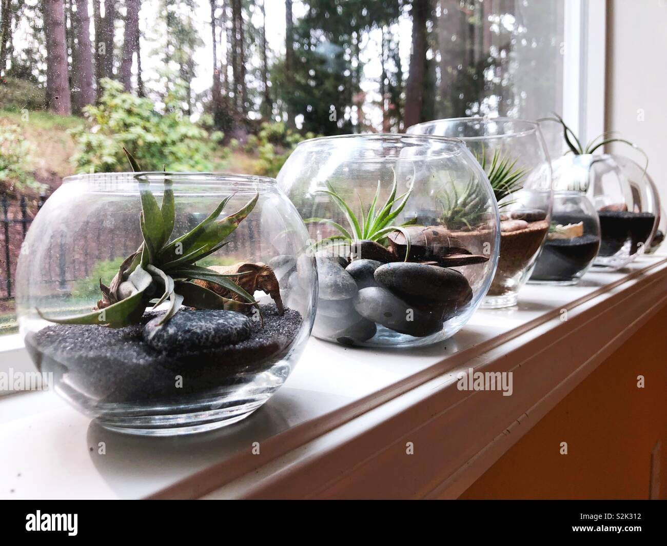 Tillandsia, air plants in glass containers Stock Photo Alamy