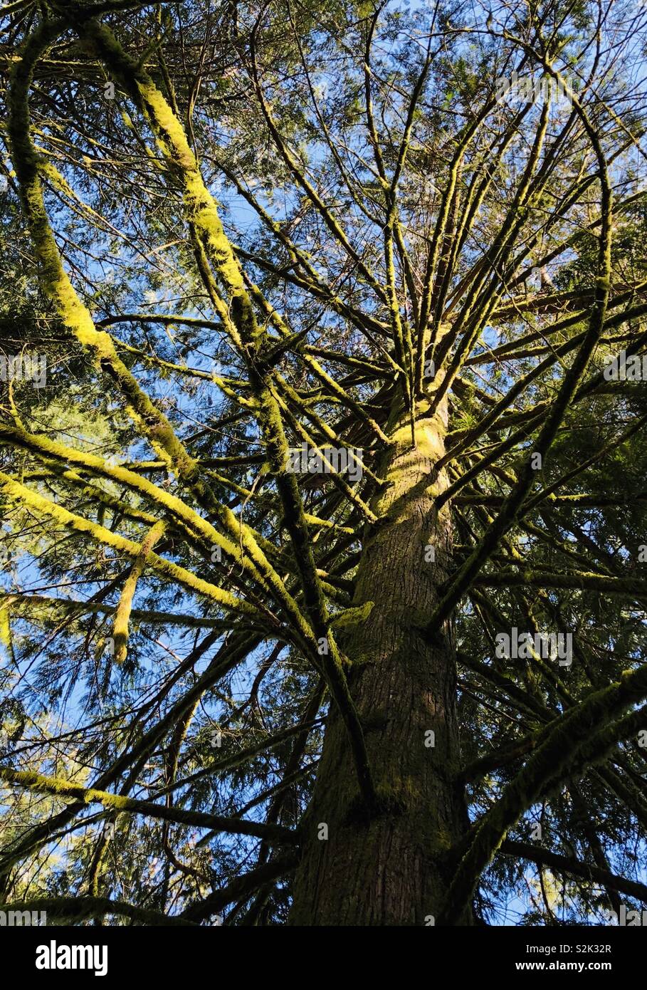 Under a tall tree hi-res stock photography and images - Alamy