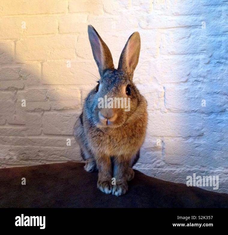Rabbit on my sofa Stock Photo - Alamy