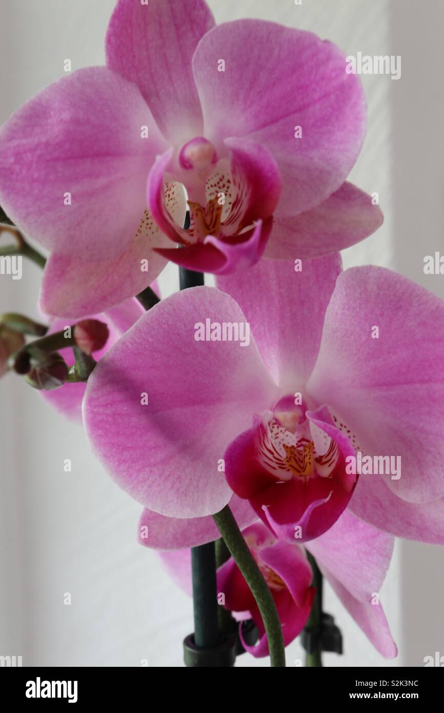 Twin Lillie’s, Purple - Smartphone Captured Stock Image