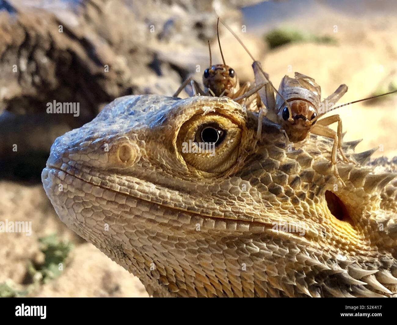 Bearded Dragon with two crickets on its head Stock Photo