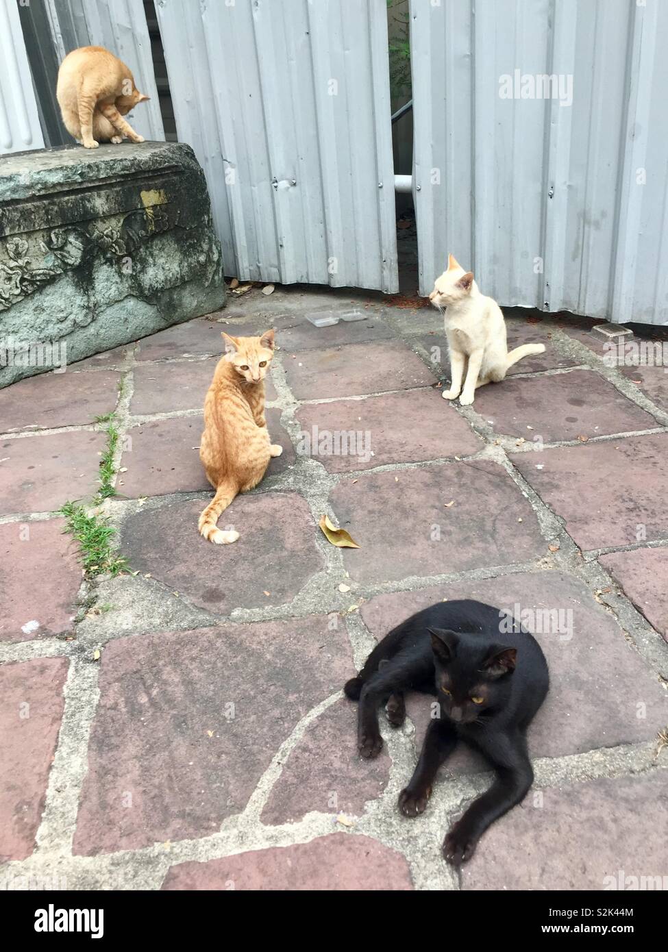 Cats hanging out on streets of Thailand, Bangkok Stock Photo Alamy