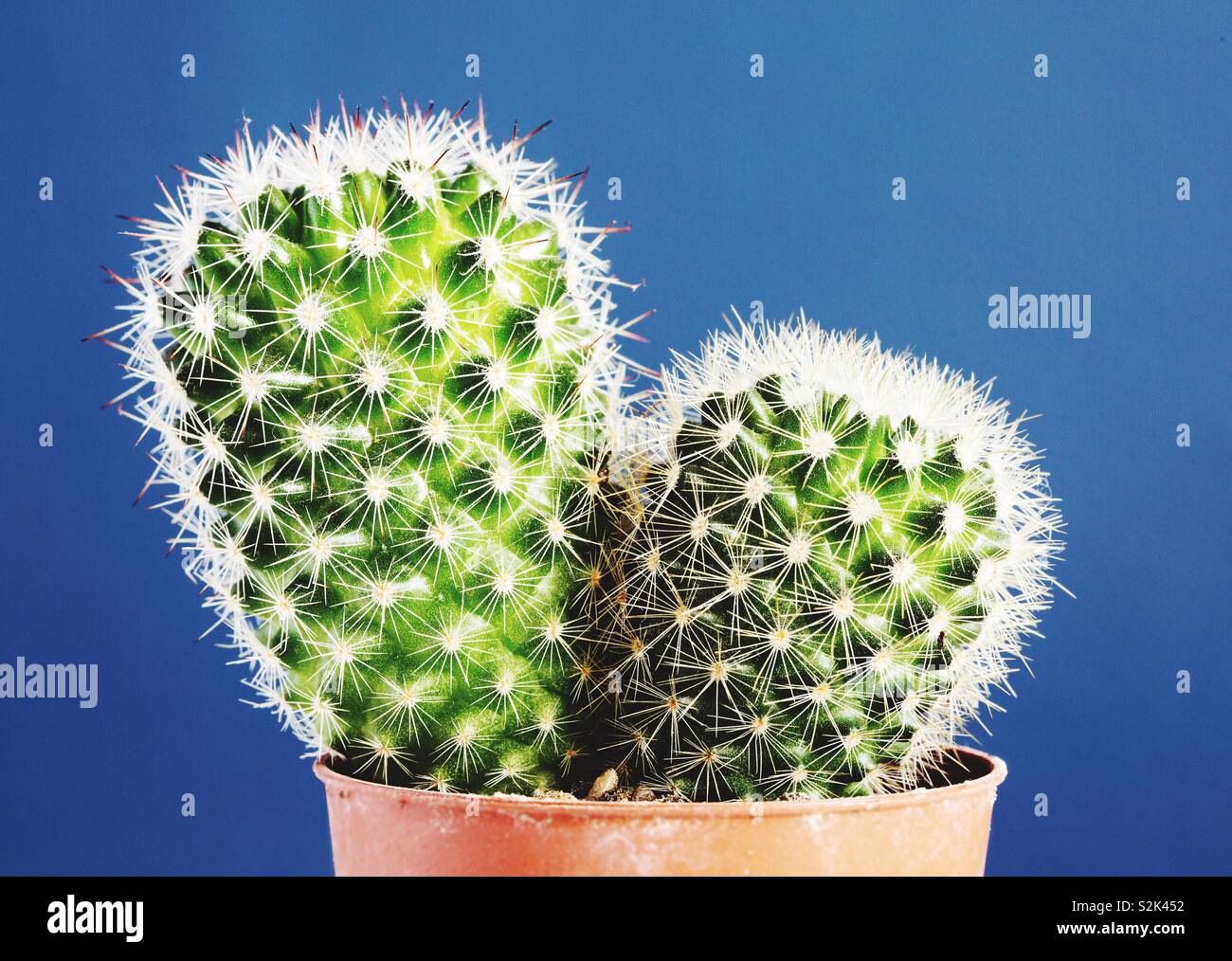 A close up of a prickly cactus potted plant on a blue background with copy space - Smartphone Captured Stock Image
