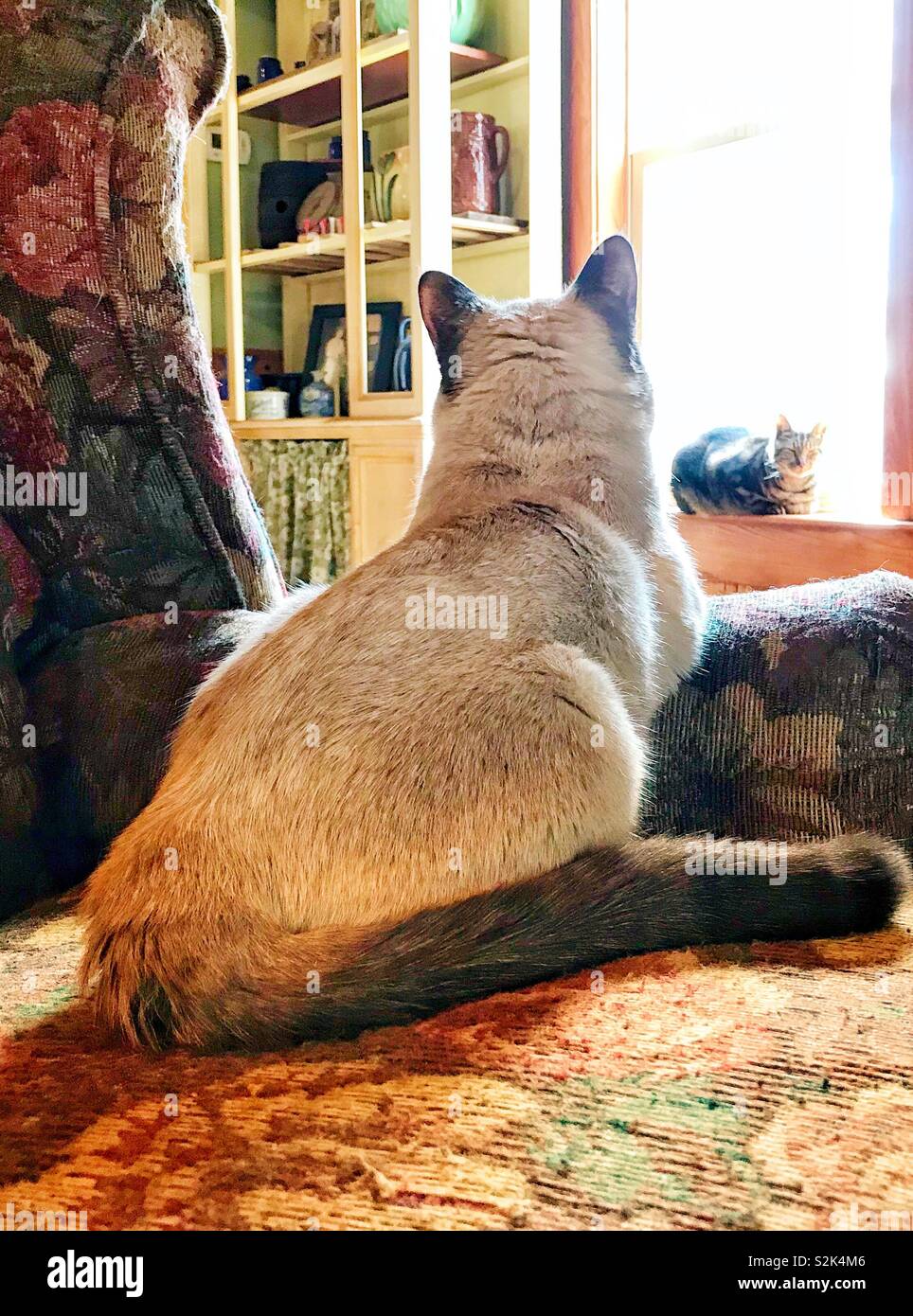 Sunny photo of Siamese tomcat in easy chair acknowledging sunlit tabby tomcat in window Stock Photo