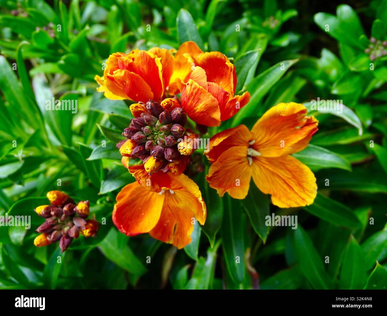 Orange wallflower in springtime Stock Photo