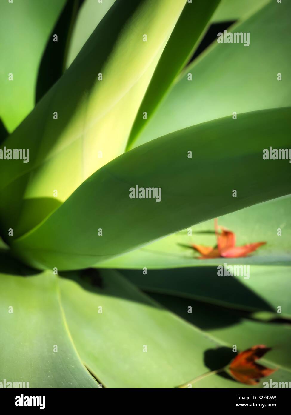 龍舌蘭科之翡翠盤 / Agave attenuata Salm-Dyck with two dying leaves on it in the morning sun Stock Photo