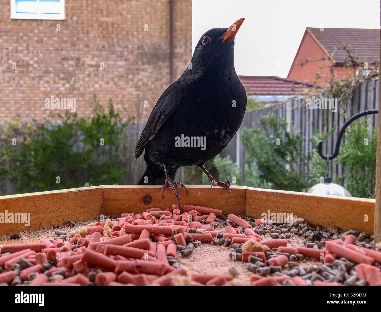Blackbird perched on the edge of a wooden bird table - Smartphone Captured Stock Image Blackbird perched on the edge of a wooden bird table - Smartphone Captured Stock Image