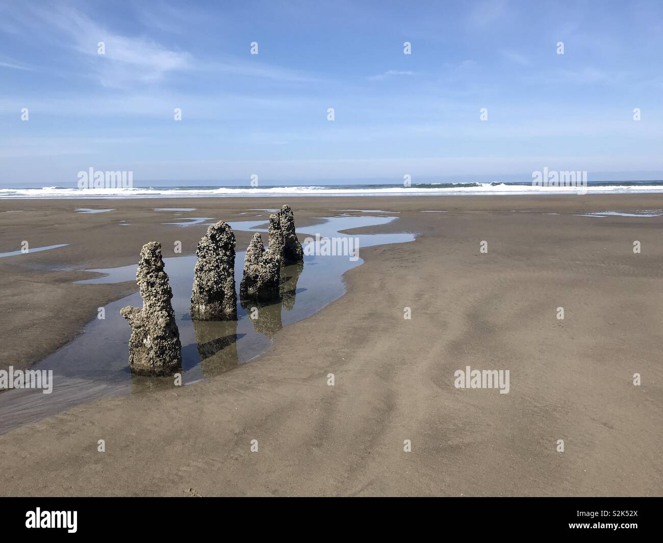 Ghost Forest at Neskowin Beach, Oregon. Remnants of an ancient Sitka spruce forest. Tree stumps with barnacles. Photo Credit: Ann M. Nicgorski, 2018. Stock Photo