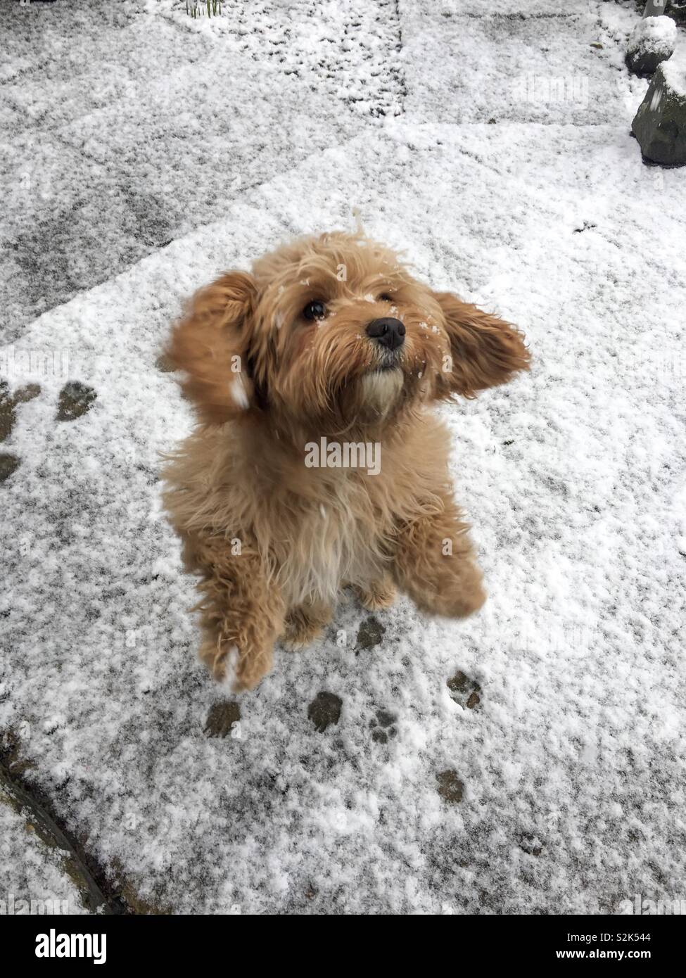 Cavapoo Puppy High Resolution Stock Photography and Images - Alamy