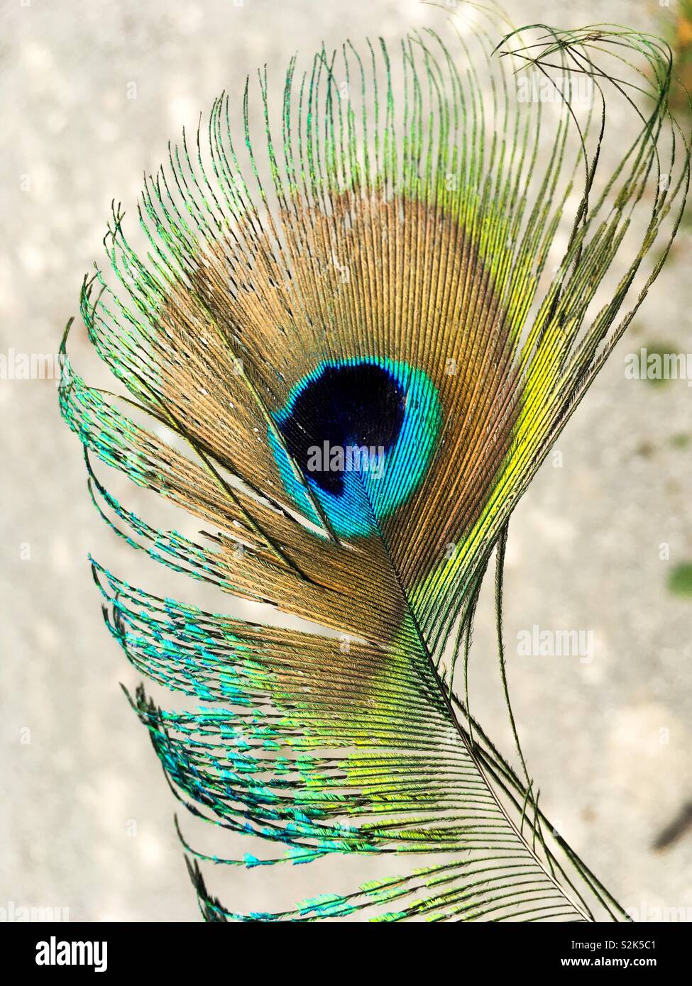 Male peacock tail feather in the sunshine Stock Photo