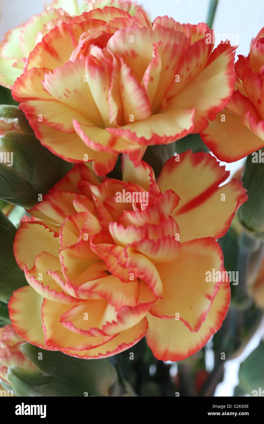 Double Yellow and Red Carnation - Smartphone Captured Stock Image