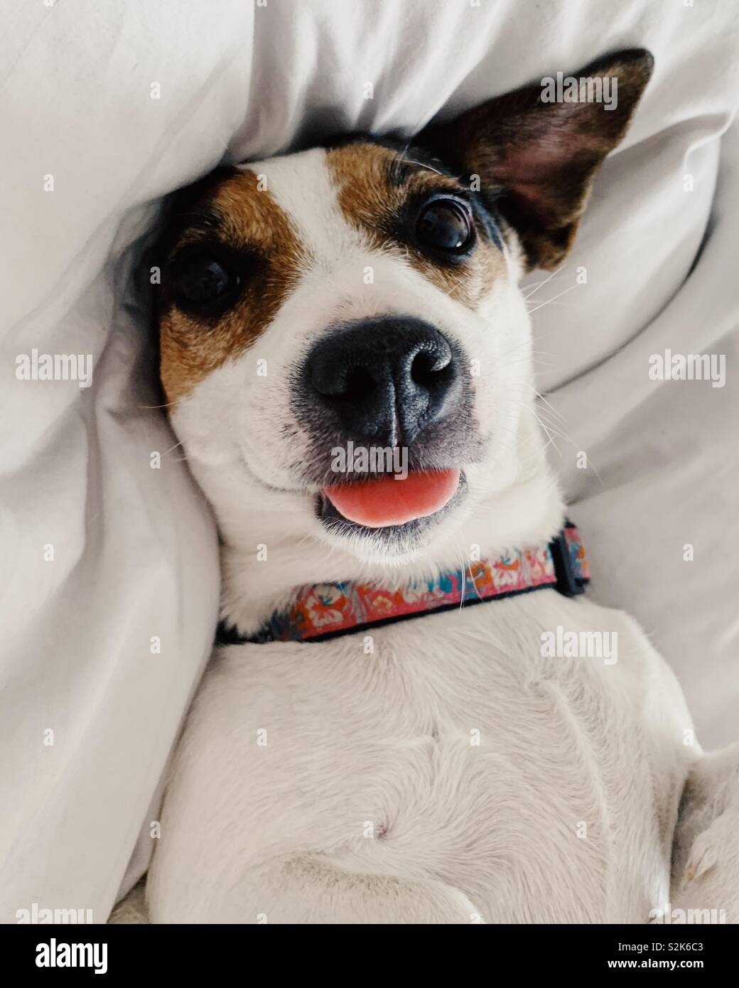 Portrait of dog with tongue sticking out Stock Photo Alamy