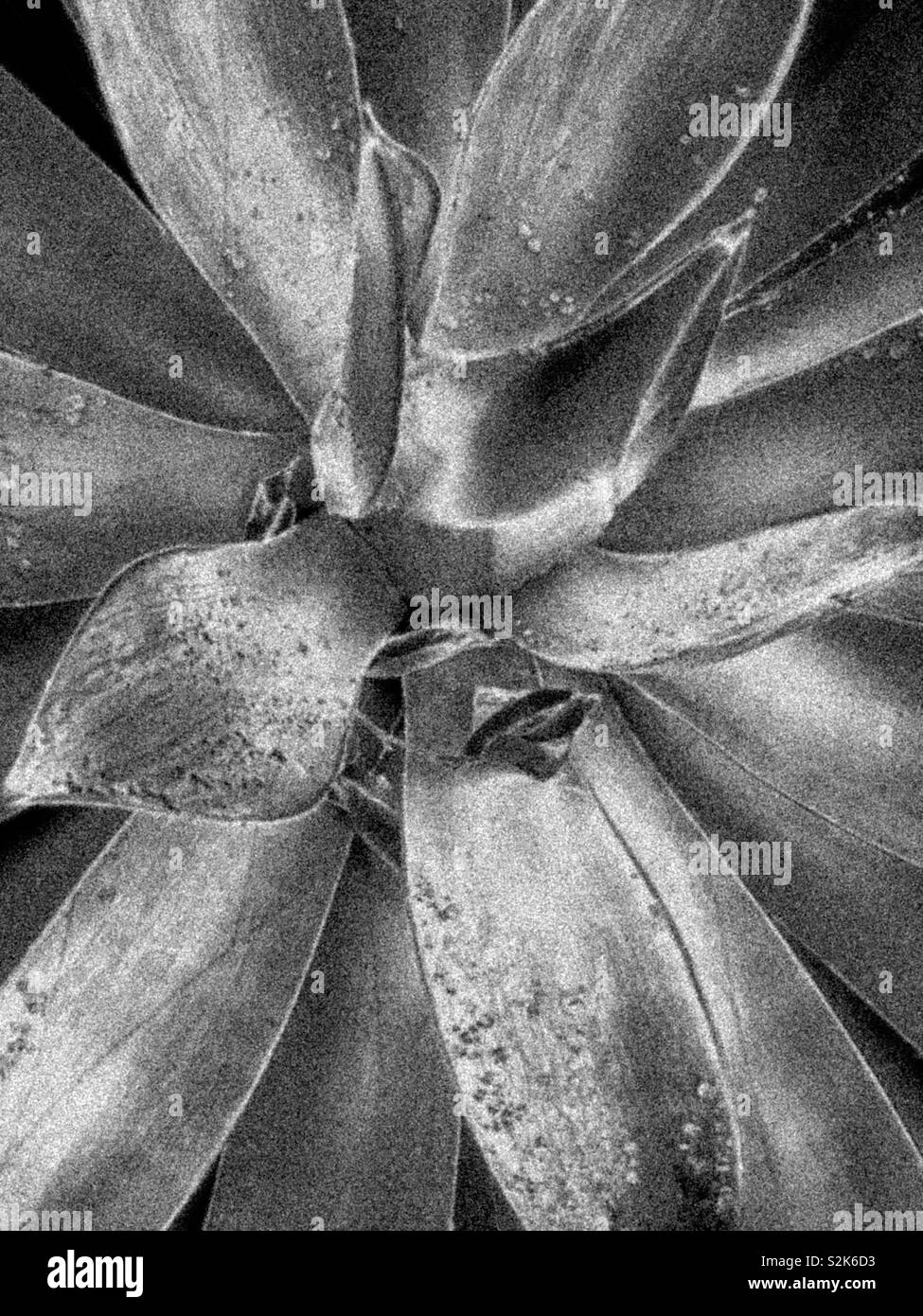龍舌蘭科之翡翠盤 / Agave attenuata Salm-Dyck in black and white Stock Photo