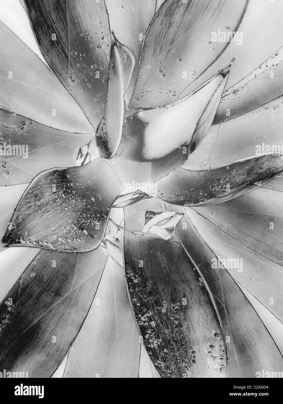 龍舌蘭科之翡翠盤 / Agave attenuata Salm-Dyck in Black and White Stock Photo