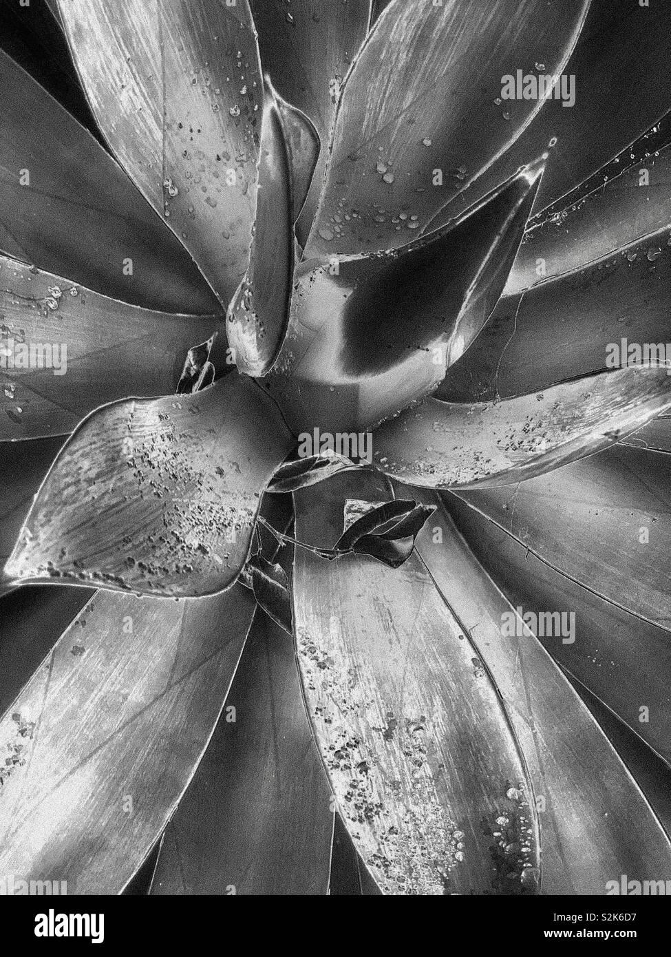 龍舌蘭科之翡翠盤 / Agave attenuata Salm-Dyck in black and white. Stock Photo