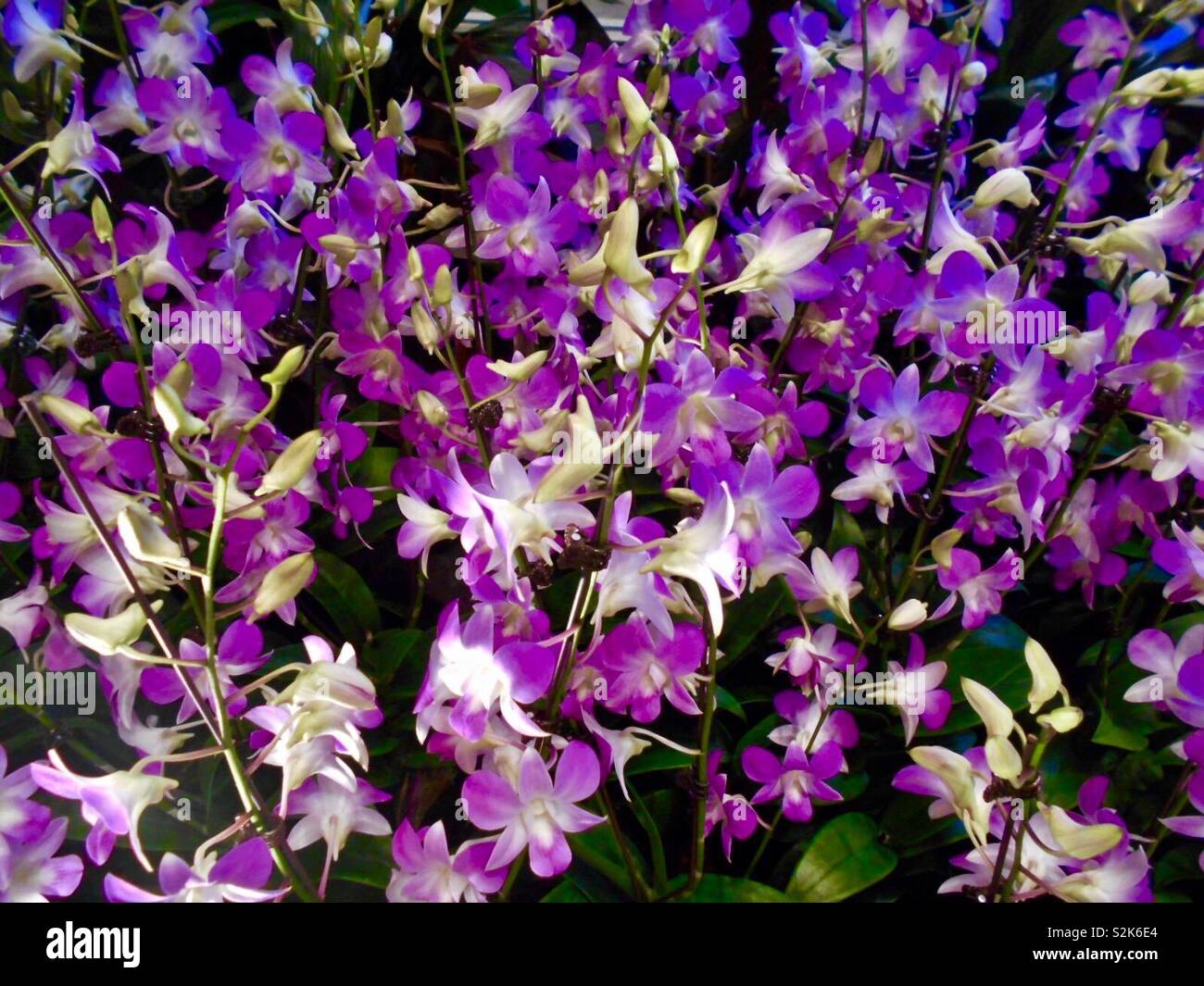 Beautiful orchids at the Singapore airport Stock Photo Alamy