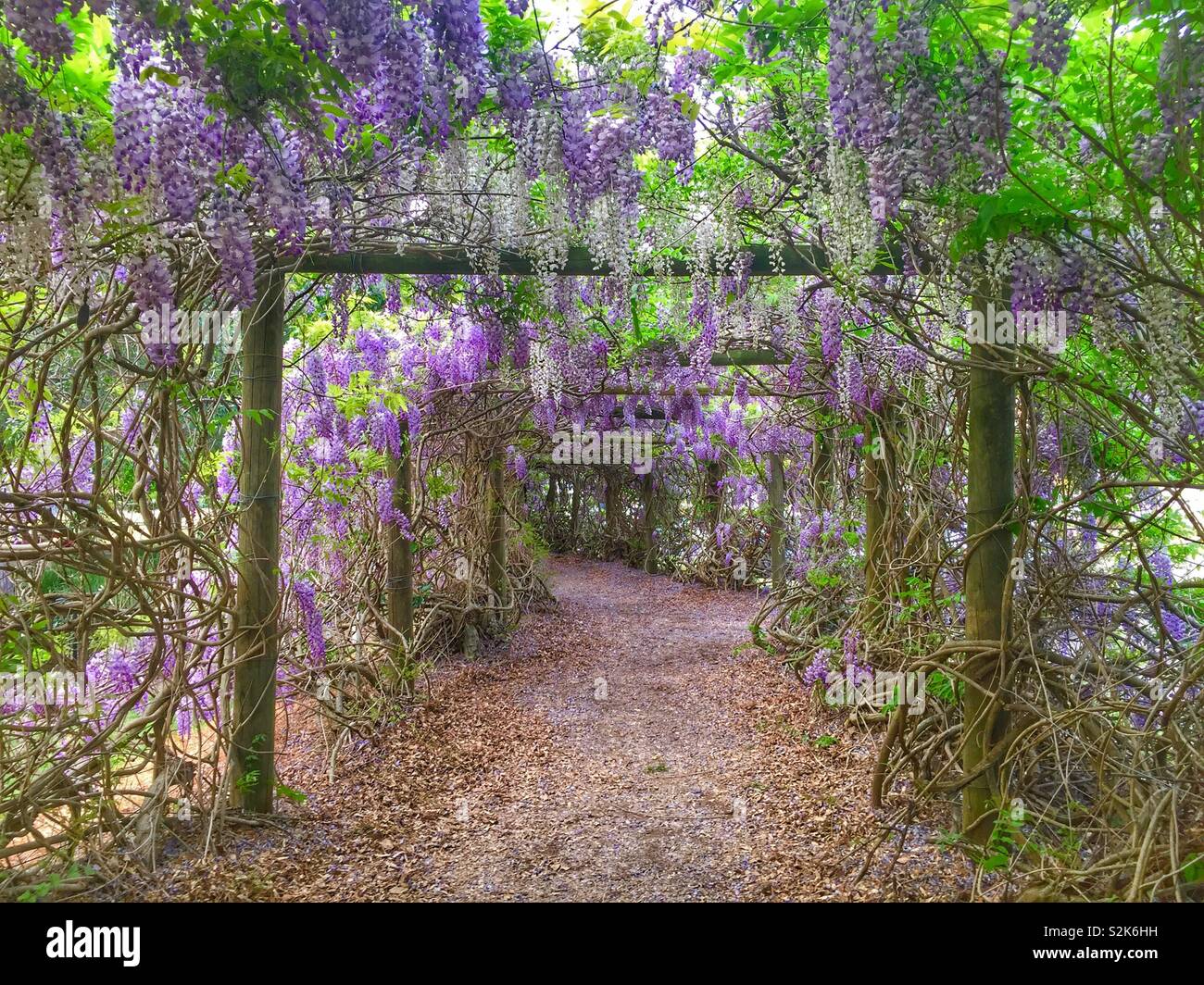 Wisteria Tunnel Garden in Sydney, New South Wales, Australia Stock