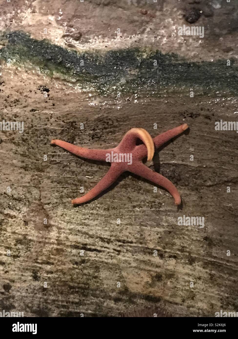 Overturned tentacle red starfish Stock Photo