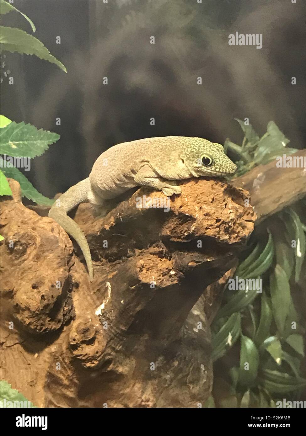 Reptile on tree hires stock photography and images Alamy