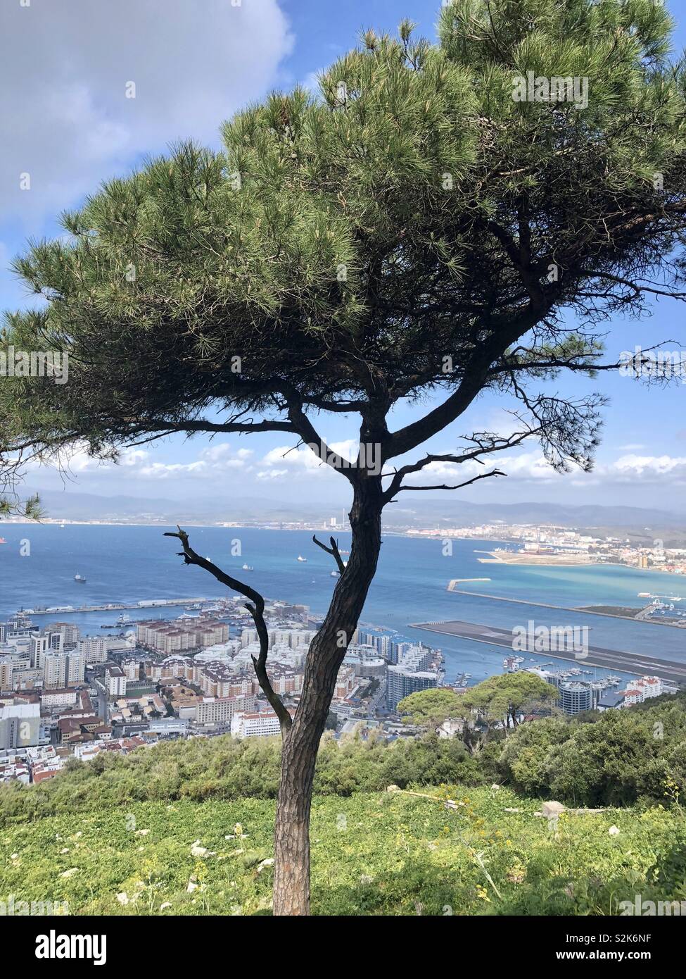 Pine tree overlooking the bay of Gibraltar - Smartphone Captured Stock Image