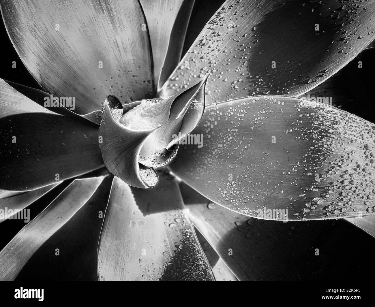 龍舌蘭科之翡翠盤 / Agave attenuata Salm-Dyck in black and white Stock Photo