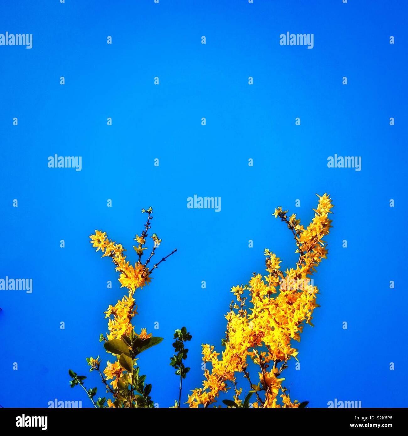 Yellow forsythia and blue sky - Smartphone Captured Stock Image