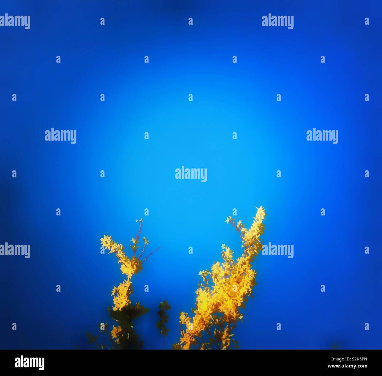 Yellow forsythia and blue skies. - Smartphone Captured Stock Image