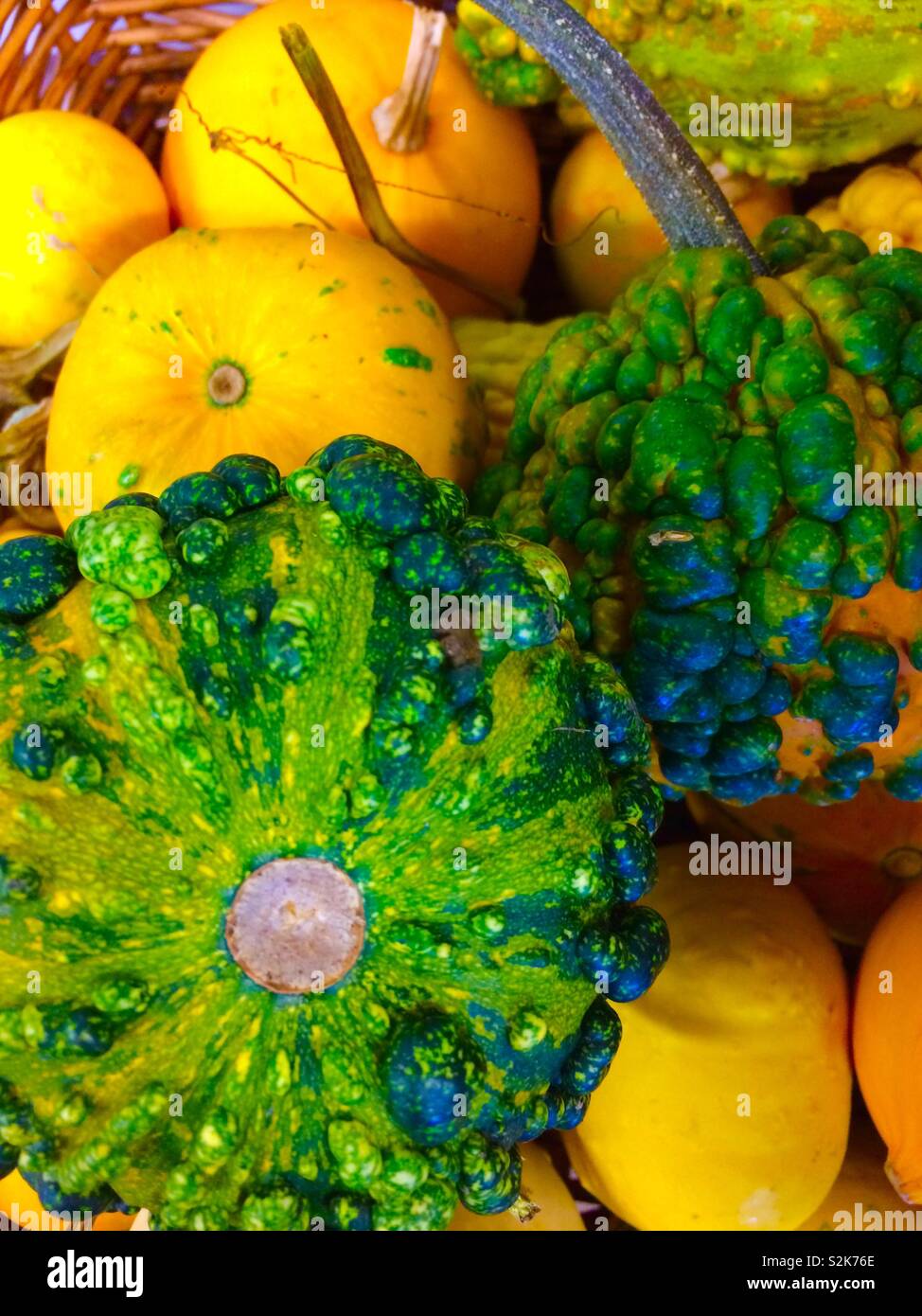 My photogenic pumpkins Stock Photo