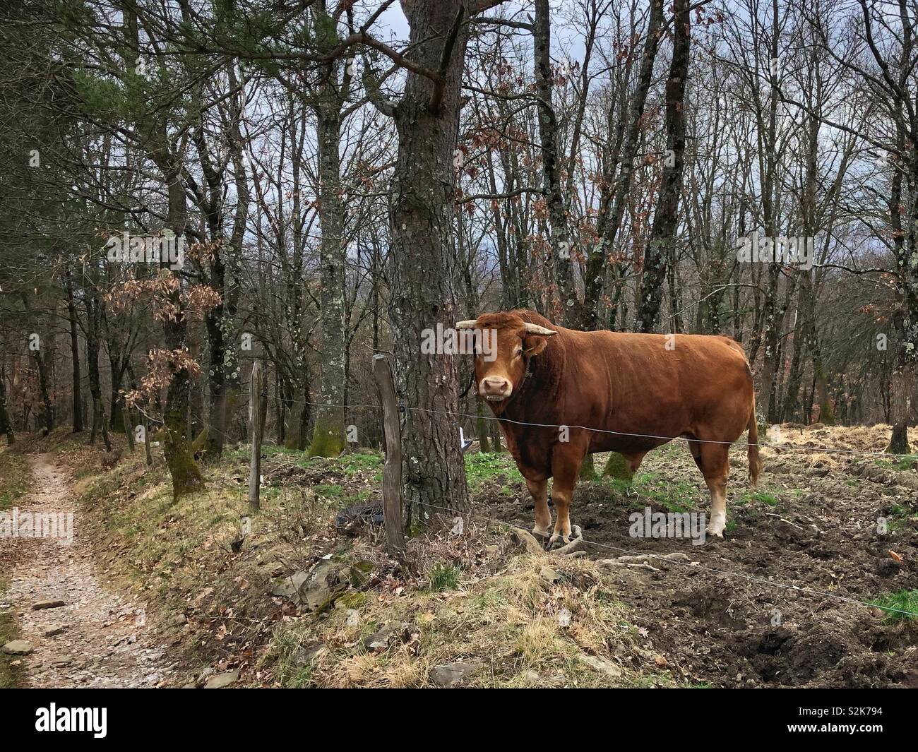 Bull - Smartphone Captured Stock Image