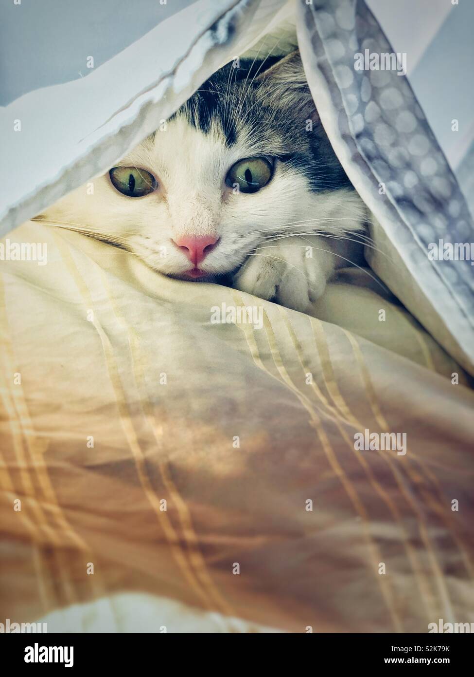 Cat peering from under covers under morning sun - Smartphone Captured Stock Image