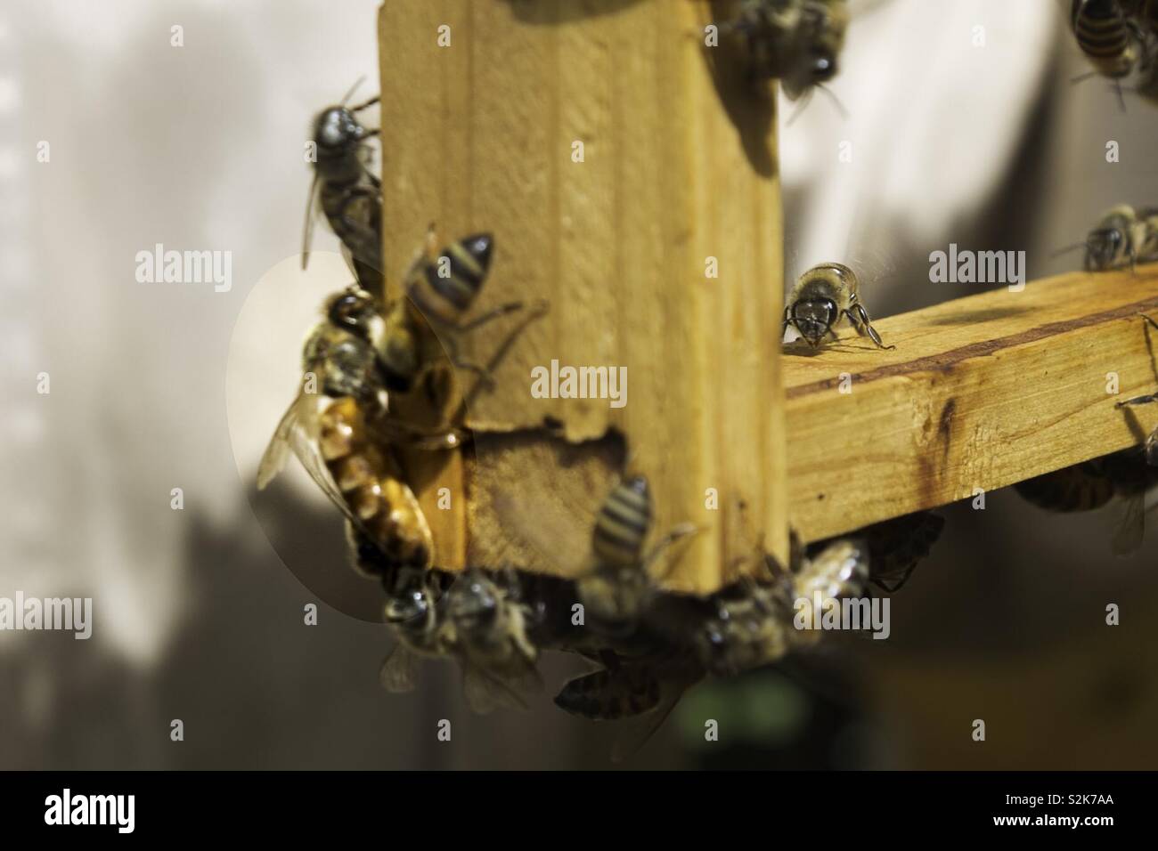 Queen bee and her followers - Smartphone Captured Stock Image