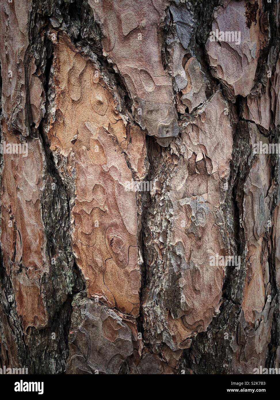 Tree bark close up - Smartphone Captured Stock Image