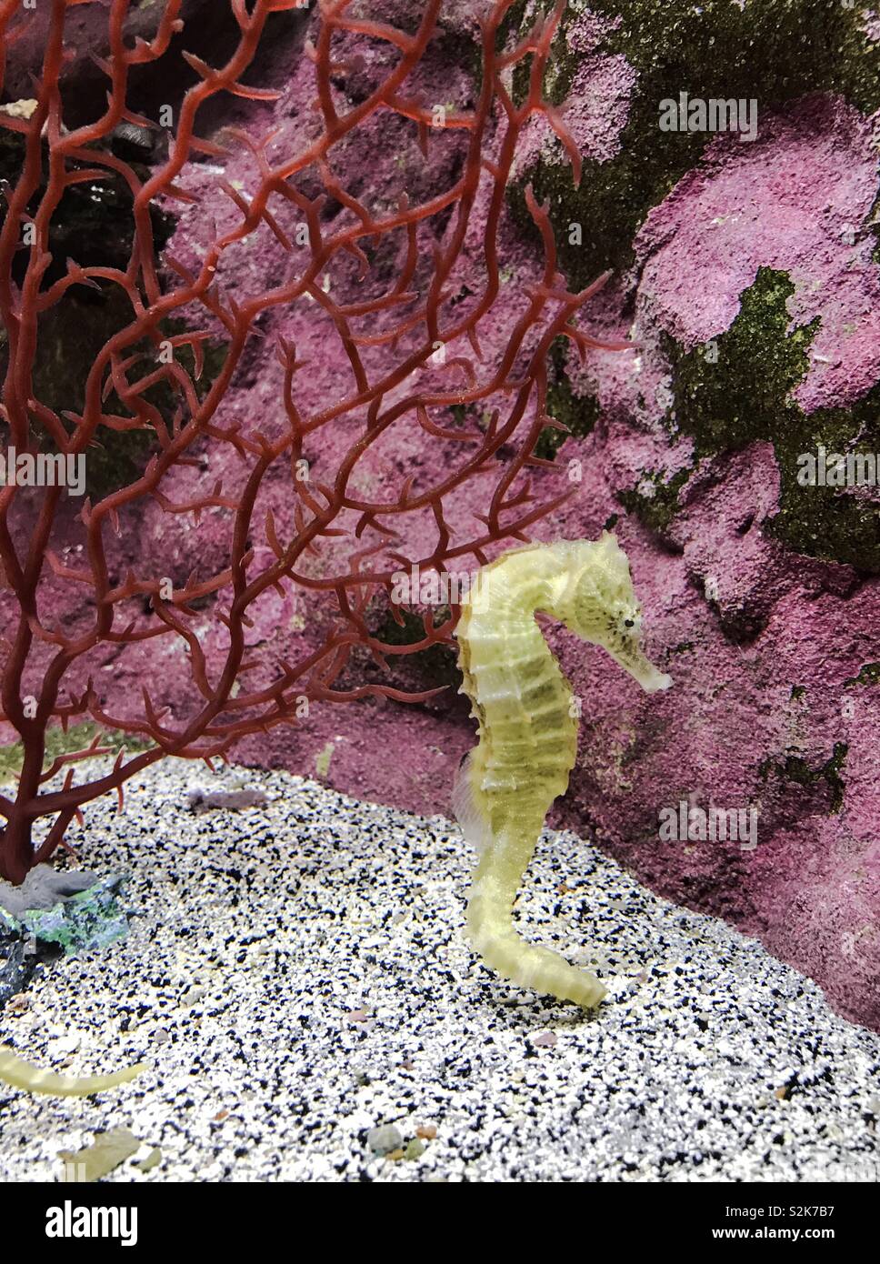 Long-Snouted Seahorse (Hippocampus Guttulatus) in Belle Isle Aquarium, Detroit, Michigan, USA. Photo Credit: Ann M. Nicgorski, 2018. Stock Photo