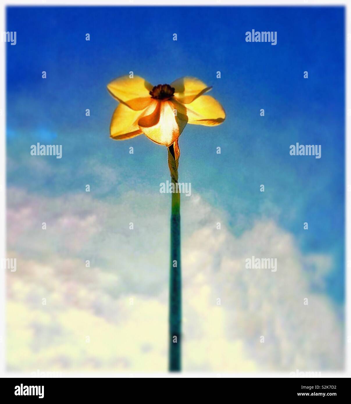 A single daffodil flower. - Smartphone Captured Stock Image