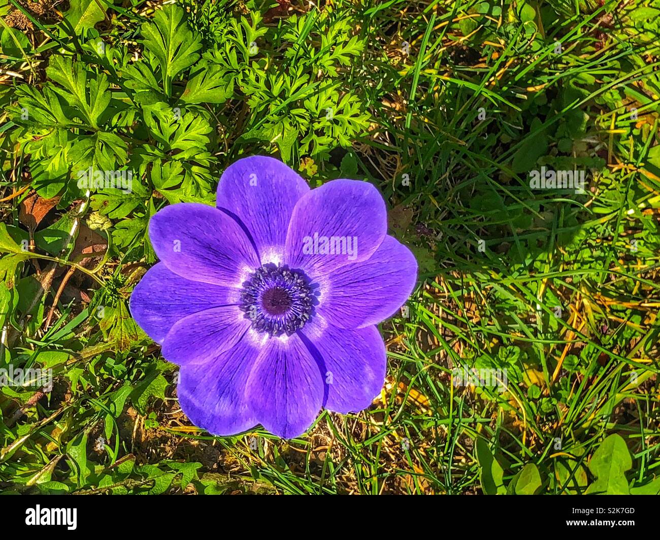 Purple flower in spring Stock Photo - Alamy