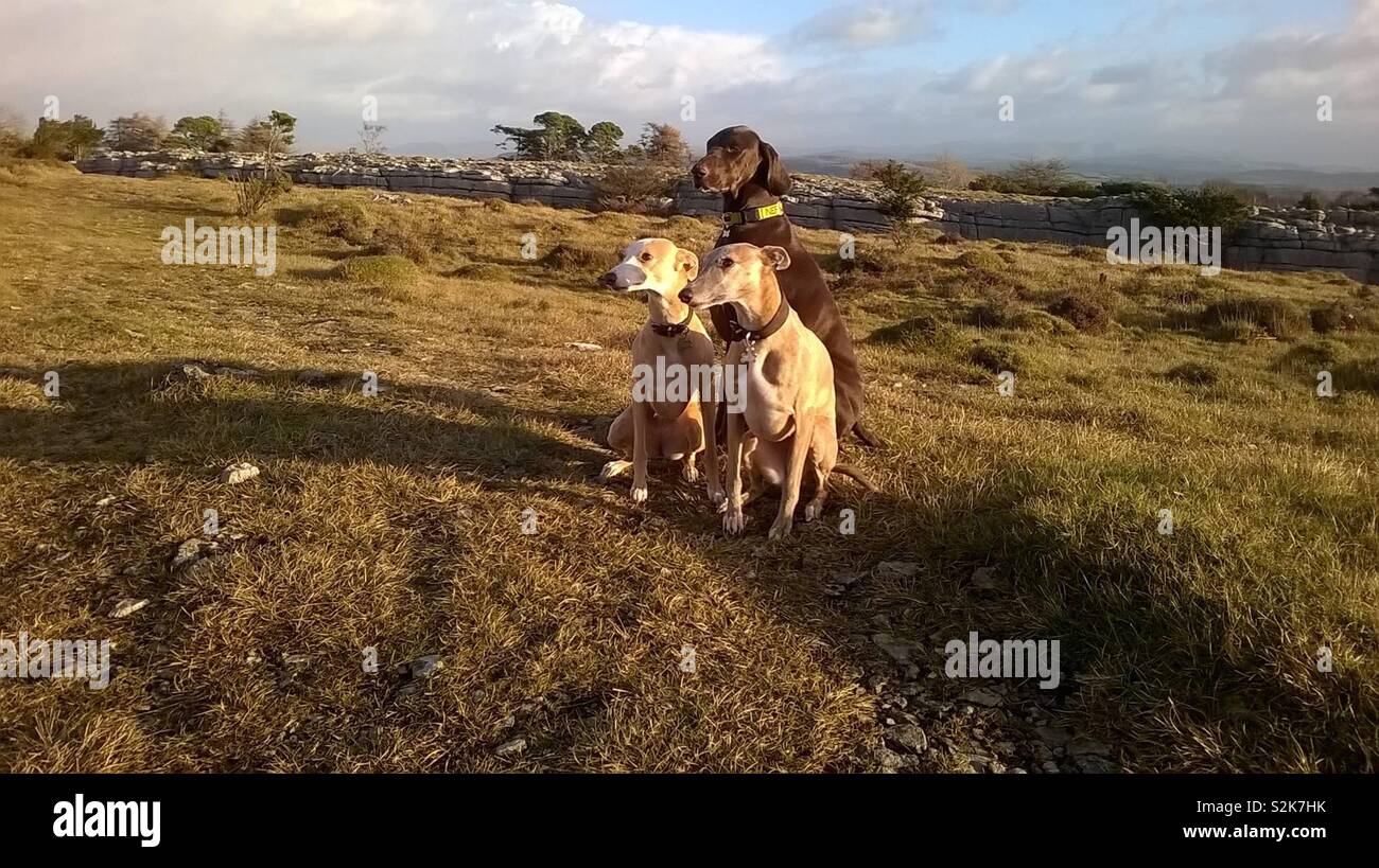 Two whippets and a German pointer sat together in field Stock Photo