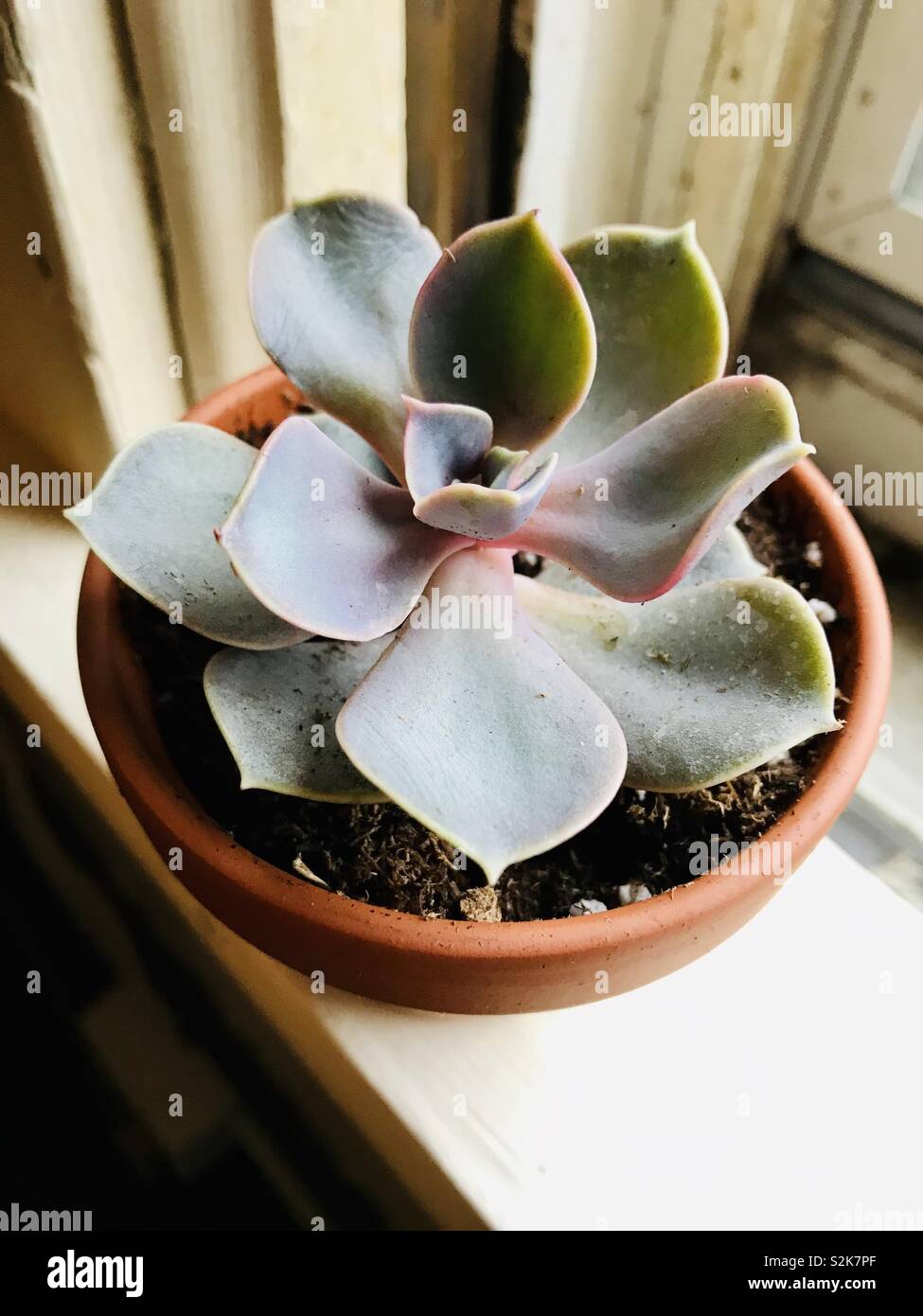 Light green and pink succulent plant in clay pot; sitting in windowsill Stock Photo