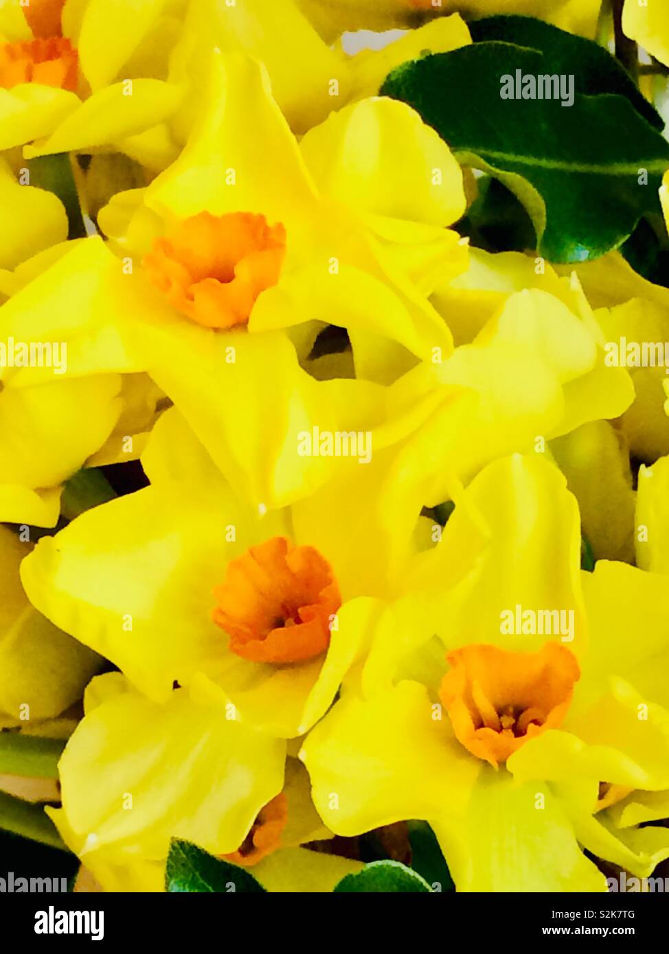 Spring flowers - narcissus, daffodils - Smartphone Captured Stock Image