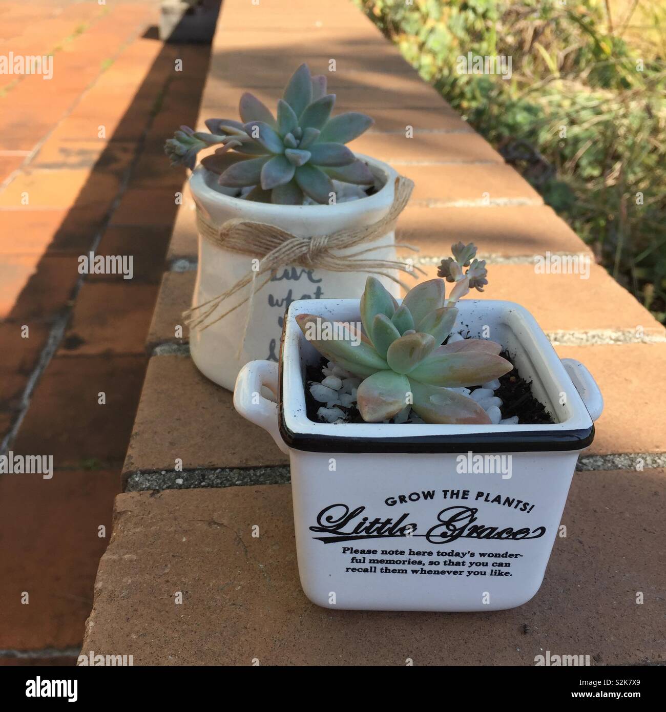Cute Succulent plant in pots Stock Photo Alamy