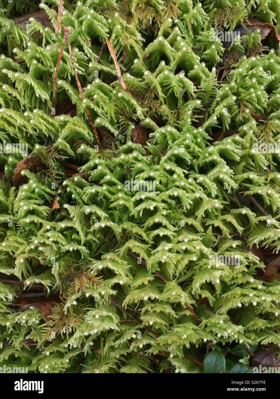 Green moss detail close up, Scotland, UK Stock Photo