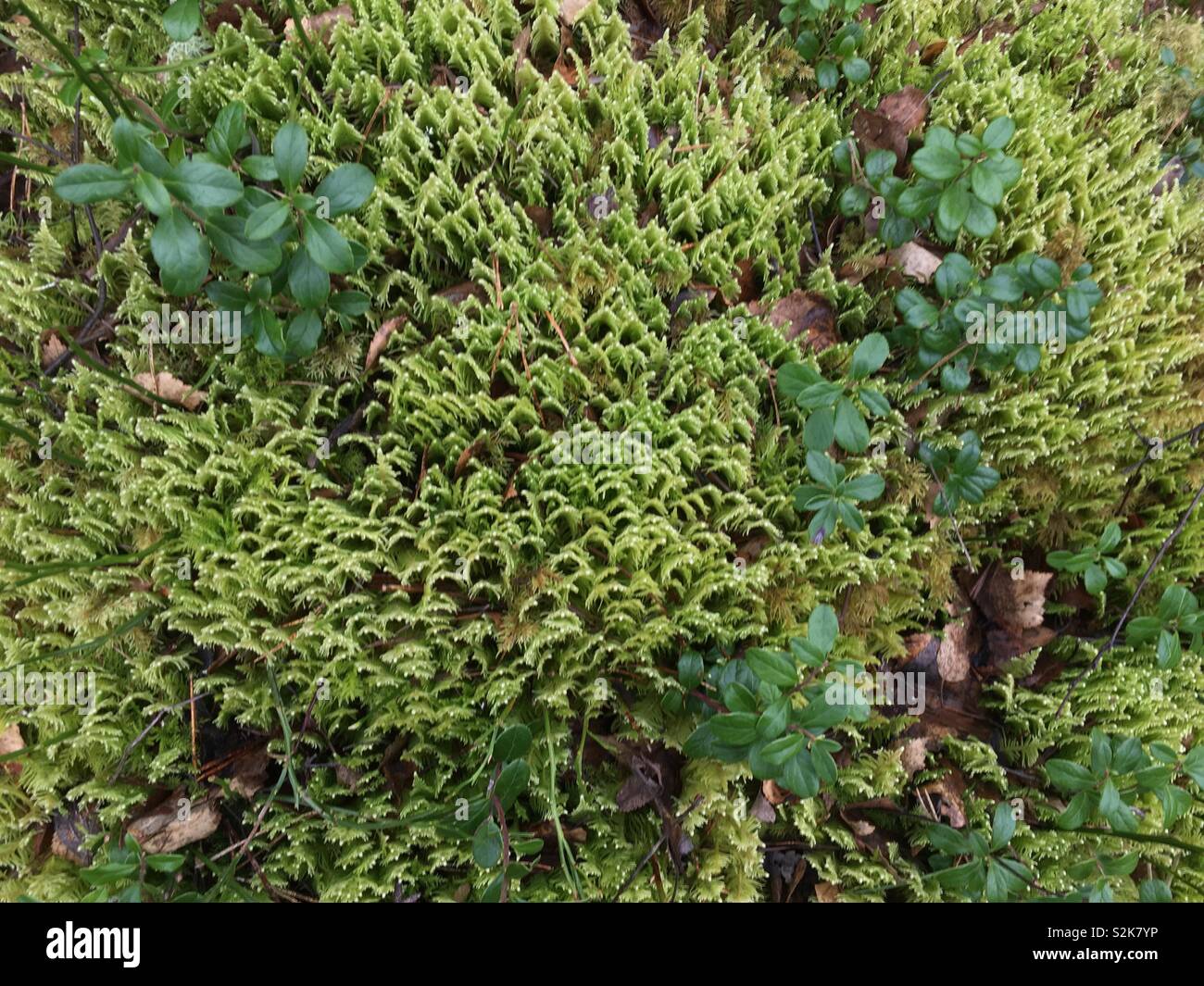 Growing green moss hi-res stock photography and images - Alamy