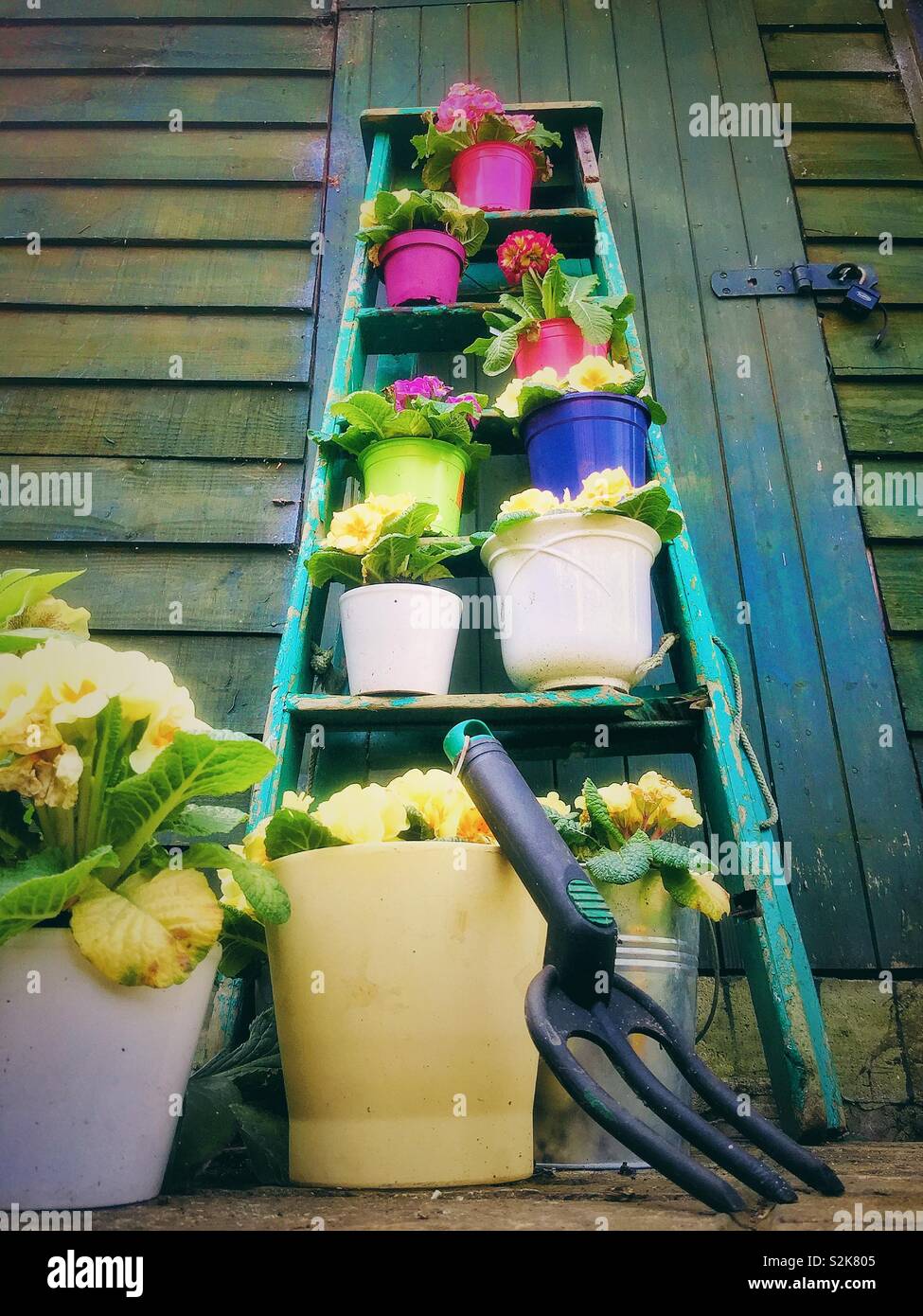 A rustic wooden ladder with primrose flowers in a garden. - Smartphone Captured Stock Image
