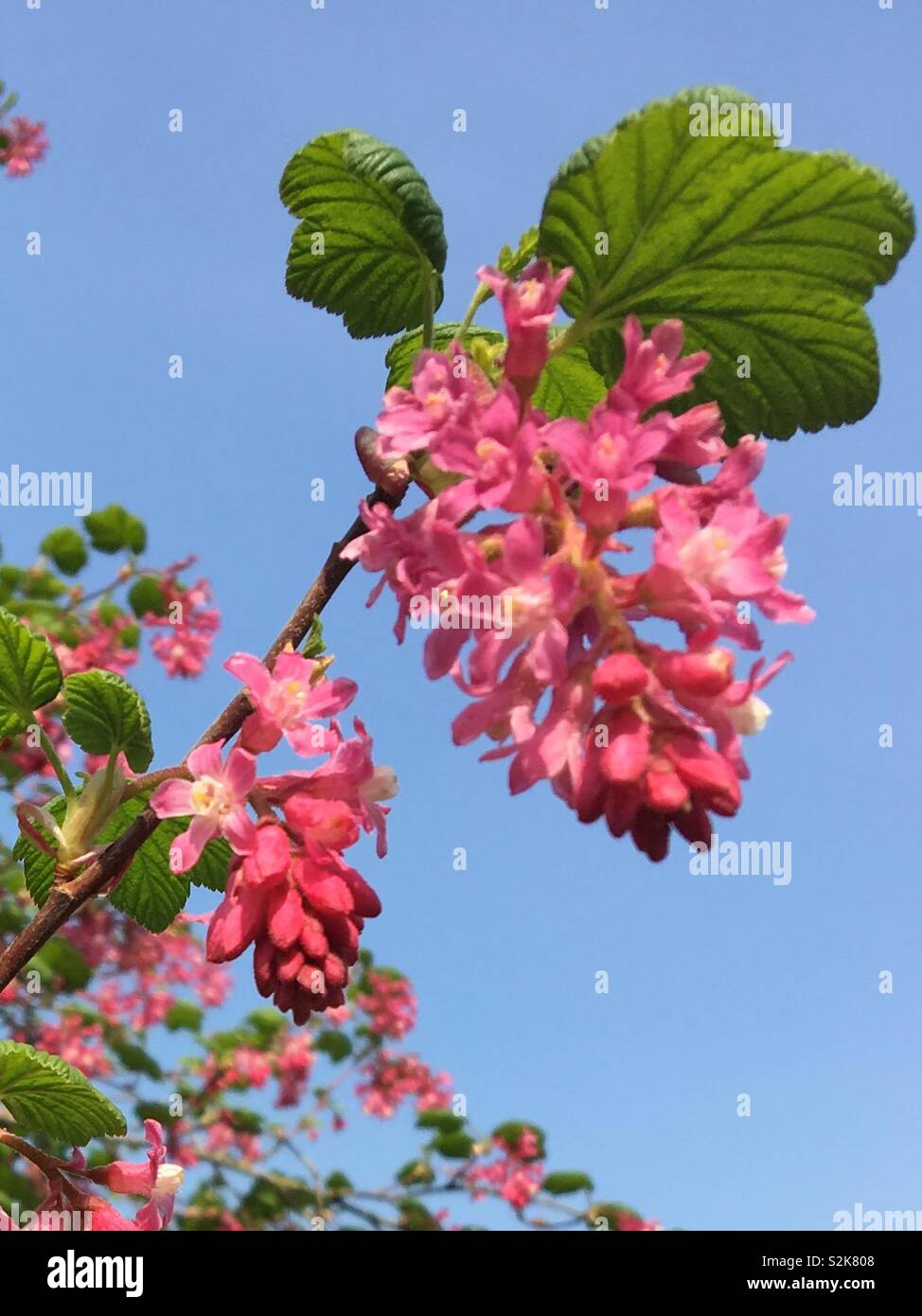 Spring Garden - Smartphone Captured Stock Image