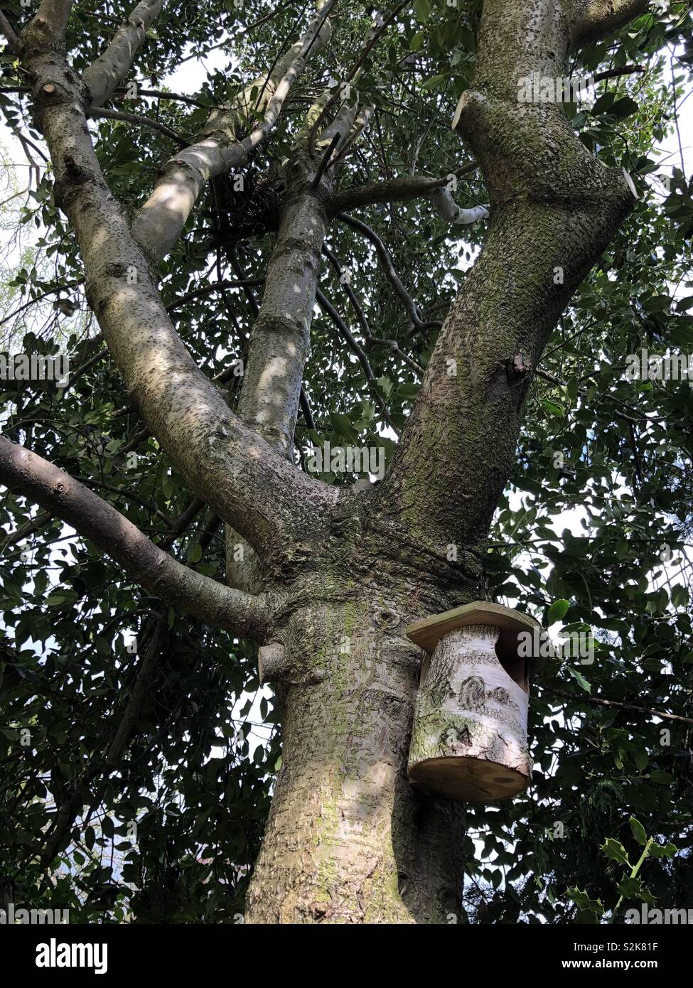 Bird box in a holly tree, United Kingdom Stock Photo