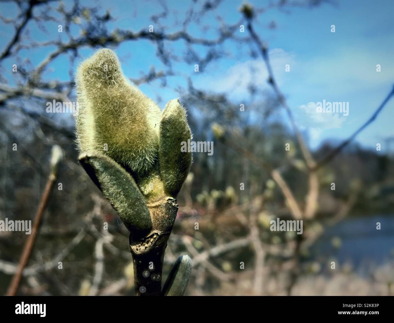 Early spring time buds on an Elizabethan magnolia tree in central park, NYC, USA - Smartphone Captured Stock Image