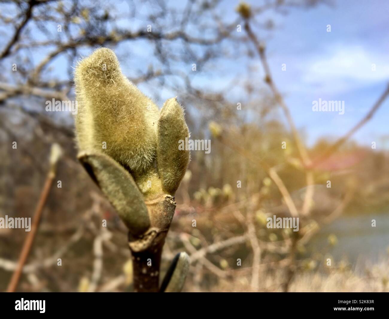 Early spring time Bud’s on an Elizabethan magnolia tree in central park, NYC, USA - Smartphone Captured Stock Image