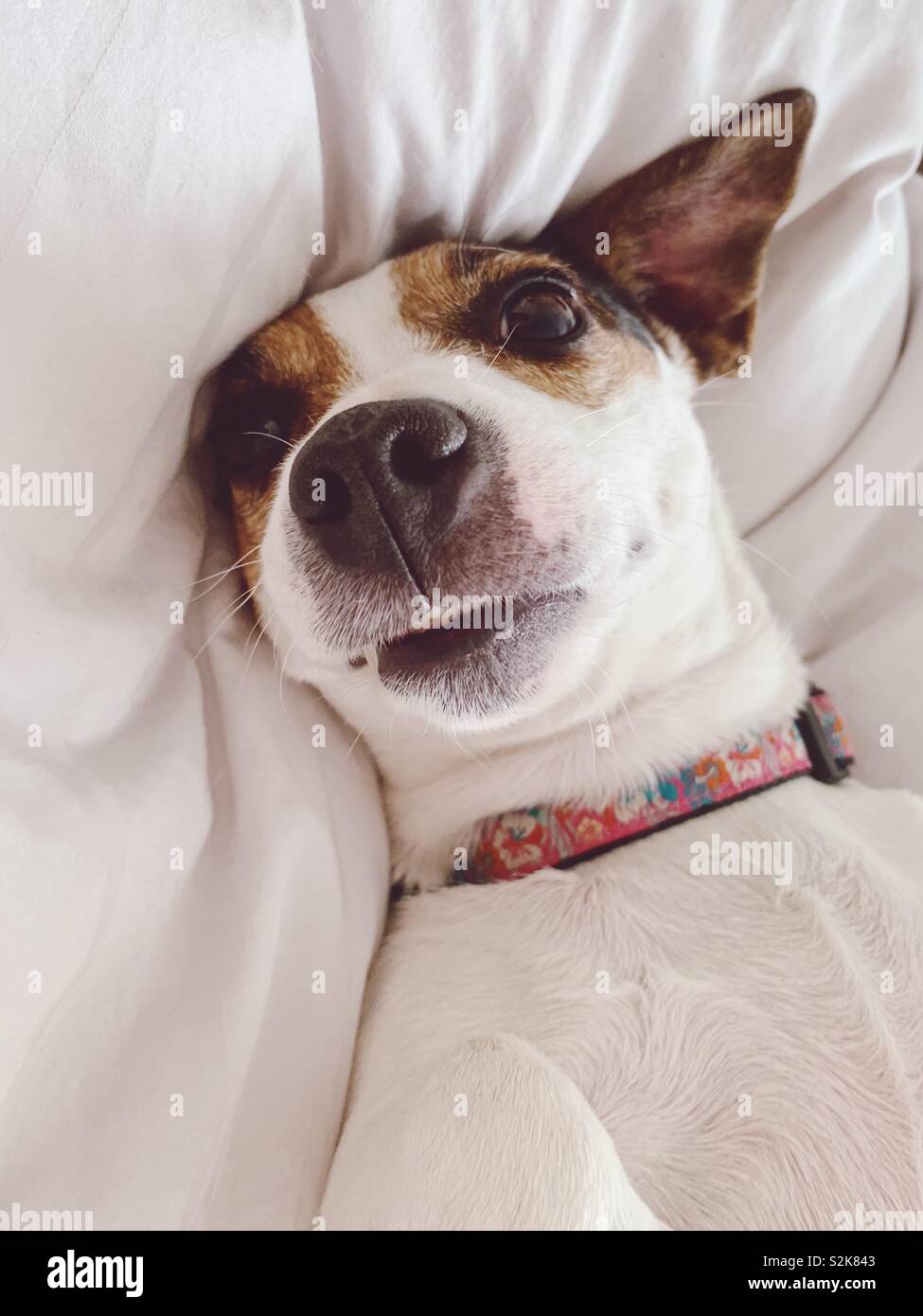 Portrait of dog lying on comfortable pillow making a cute face. Stock Photo
